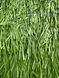 Штучна трава CCGrass Ultrasport 50 Ultrasport 50-4 фото 4
