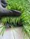 Штучна трава CCGrass Ultrasport 50 Ultrasport 50-4 фото 3