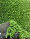 Штучна трава CCGrass YEll 15 (ITF certificate) YEll 15 фото 1